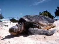 female-green-turtle.jpg